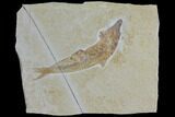 Jurassic Fossil Fish (Leptoleptis) - Solnhofen Limestone #112700-1